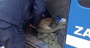 Yaralı köpeğe müdahale