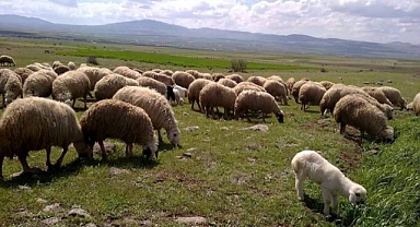Besicilere çiçek hastalığı uyarısı
