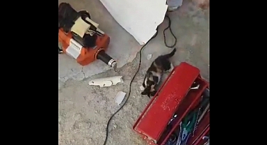 YAVRU KEDİNİN HAYLAZLIĞI BAŞINI AĞRITTI
