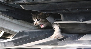 KEDİ KURTARMA OPERASYONU