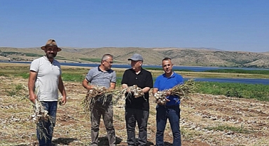 KIRIKKALE’DE SARIMSAK HASADI YAPILDI