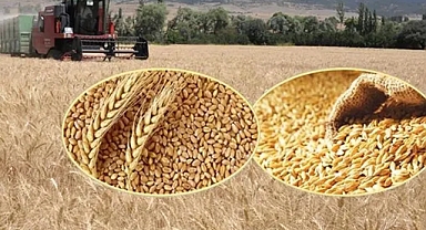 TMO ALIMLARA BAŞLADI
