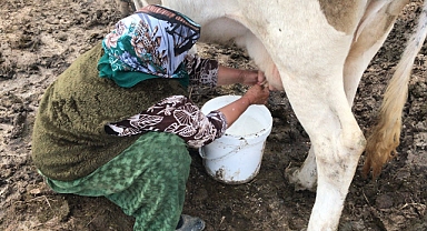 867 BİN 11 TON İNEK SÜTÜ TOPLANDI