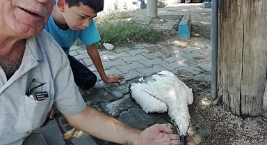 DÜŞEN YAVRU LEYLEĞE VATANDAŞ ŞEFKATİ