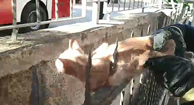 KEDİ DEMİRLERE SAPLANDI