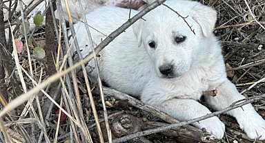 MİNİK KÖPEK KUYUYA DÜŞTÜ