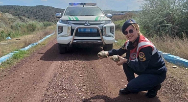 KIRIKKALE’DE JANDARMA KAPLUMBAĞ KURTARDI