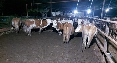 DUMANBEY BESİ ÇİFTLİĞİ’NDE UYGUN KURBANLILAR