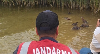 JANDARMA YAVRU ANGUTLAR İÇİN SEFERBER OLDULAR