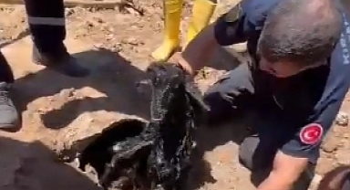 KANALİZASYON BORUSUNDAN KEÇİ ÇIKTI