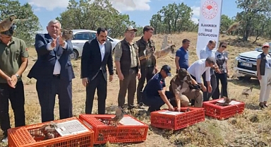 KINALI KEKLİKLER ÖZGÜRLÜĞE UÇTU