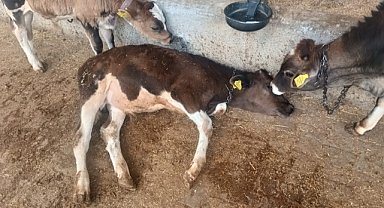 KIRIKKALE’DE ENERJİ-SA SKANDALI: ELEKTRİK İHMALİNİN BEDELİNİ 3 İNEK VE 1 BUZAĞI HAYATLARIYLA ÖDEDİ