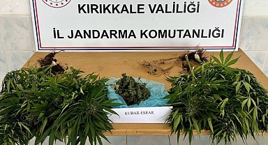 BAHÇEDE SEBZE YERİNE KENEVİR FIŞKIRDI