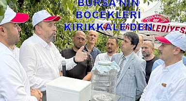 BURSA'NIN BÖCEKLERİ KIRIKKALE'DEN