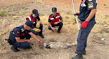 TÜRKİYE’DE NADİR GÖRÜLÜYORDU KIRIKKALE’DE BULUNDU
