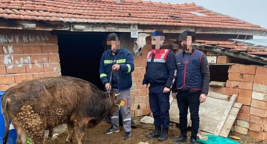 HAYVAN HIRSIZLARI YAKALANDI