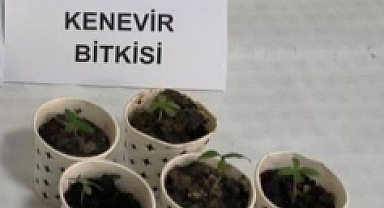 PLASTİK BARDAKLARDAN KENEVİR ÇIKTI
