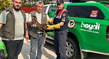 KIRIKKALE’DE NADİR GÖRÜLEN TÜR KORUMA ALTINA ALINDI