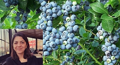 DELİCE’DE YABAN MERSİNİ ÜRETİMİ BAŞLIYOR