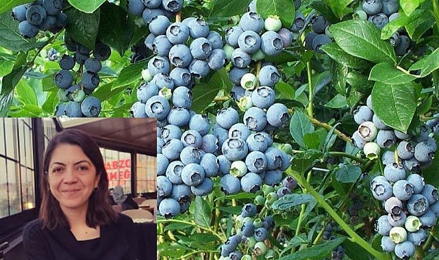 DELİCE’DE YABAN MERSİNİ ÜRETİMİ BAŞLIYOR