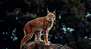 FOTOKAPANLAR KIRIKKALE'NİN ZENGİN YABAN HAYATINI ORTAYA KOYDU