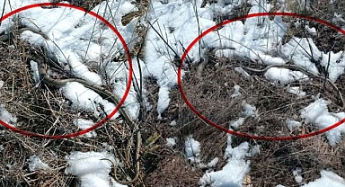 KIRIKKALE’DE SİBİRYA SOĞUKLARI YABAN HAYATINI VURDU 