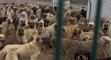 RAMAZAN’IN ŞEFKATİ SOKAK HAYVANLARINA DA ULAŞSIN