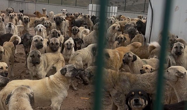 RAMAZAN’IN ŞEFKATİ SOKAK HAYVANLARINA DA ULAŞSIN