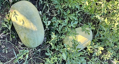 KADIN ÇİFTÇİLER KARTOPU YEM KARPUZU YETİŞTİRECEK 