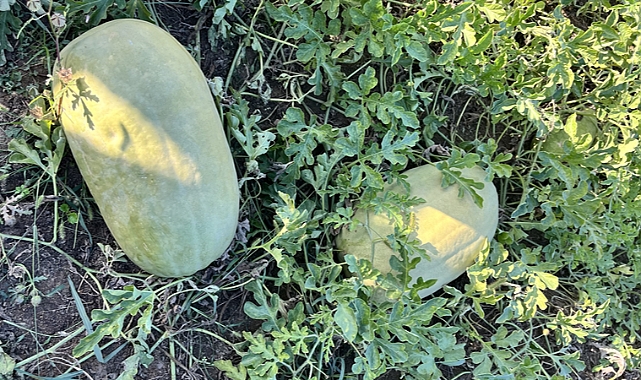 KADIN ÇİFTÇİLER KARTOPU YEM KARPUZU YETİŞTİRECEK 