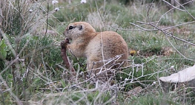 KIRIKKALE’DE YER SİNCABI BAHARA MERHABA DEDİ 