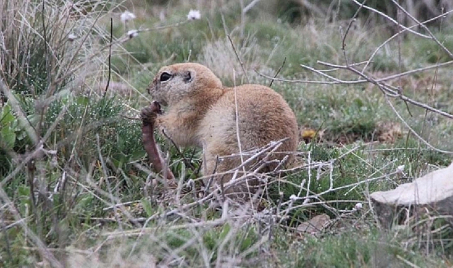 KIRIKKALE’DE YER SİNCABI BAHARA MERHABA DEDİ 